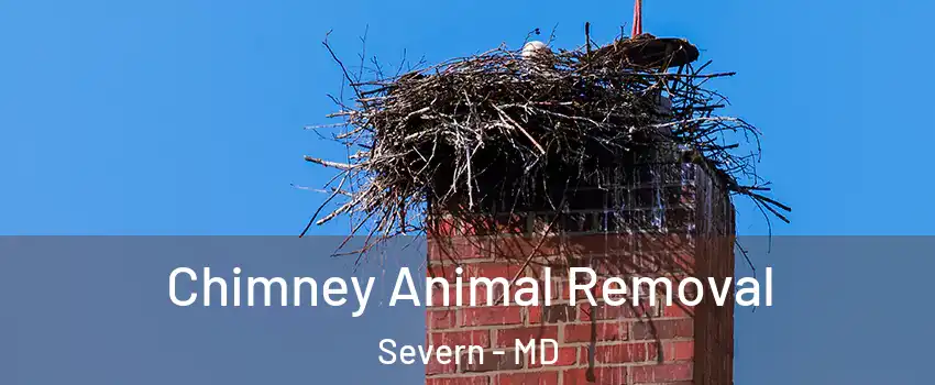 Chimney Animal Removal Severn - MD
