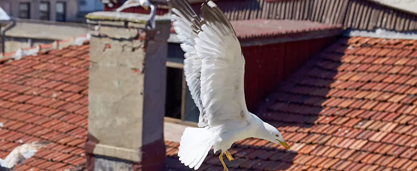 Residential Chimney Animal Removal Solution in Severn, MD
