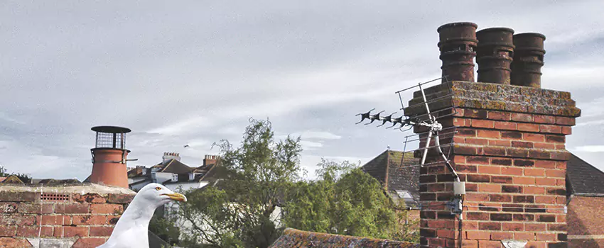 Chimney Cleaning And Restoration in Severn, Maryland